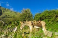 Gray donkey with saddle in the green field Royalty Free Stock Photo