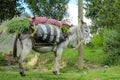 Gray donkey with saddle Royalty Free Stock Photo