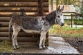 A gray donkey in a village near a wooden house. Pets on the farm. Royalty Free Stock Photo