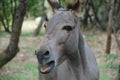 The gray donkey in the wood