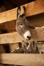 Gray Donkey in a wooden pen