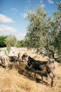 Gray donkeys walk on dry grass in the park. Back view