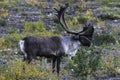 Large bull caribou on the Toklat River bed