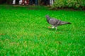 Gray dove bird on lawn