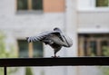 Gray dove dancing on a metal beam Royalty Free Stock Photo