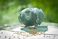 Gray Dove feeding Royalty Free Stock Photo