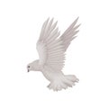 Gray dove in flying action. Bird with wide open wings. Fauna theme. Flat vector for invitation or greeting card Royalty Free Stock Photo