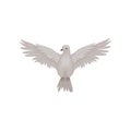 Gray dove in flying action with wide open wings, front view. Fauna theme. Flat vector for poster or ornithology book