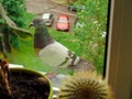 Gray dove looks out the window of a high-rise building