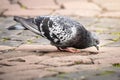 gray dove on paving stone