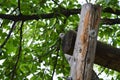 Gray dove peeks out