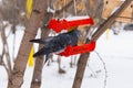 A gray dove with a rainbow neck in a red wooden bird feeder in a park in winter