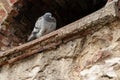 Gray dove resting on a wall ledge Royalty Free Stock Photo