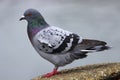 Gray Dove (Rock Pigeon) Royalty Free Stock Photo