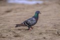 Gray dove walking on the beach Royalty Free Stock Photo