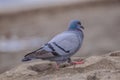 Gray dove walking on the beach Royalty Free Stock Photo