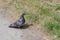 Gray dove walks on the grass