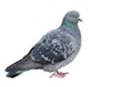 Gray dove on a white background