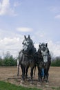 Gray Draft Horse Team Royalty Free Stock Photo