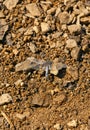Gray dragonfly rests on the banks of the river. Royalty Free Stock Photo