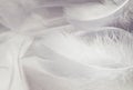 Gray draped tulle with feathers Royalty Free Stock Photo