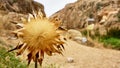 Gray dried bur in the desert