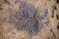Gray dried desert bush