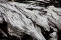 Gray driftwood closeup Royalty Free Stock Photo