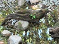 Gray driftwood in rock pond Royalty Free Stock Photo