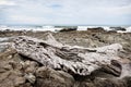 Gray driftwood at rocky beach Royalty Free Stock Photo