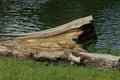 gray dry poplar log lies in the green grass on the shore of a lake