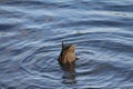 Gray duck dives into the water with his head