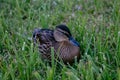 Gray ducks family in the green grass