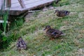 Gray ducks family in the green grass