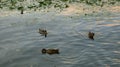 Gray ducks swim in the Khimki canal