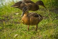 Gray ducks walk in green grass. Wild birds in habitat. Naturalist`s observations of animals
