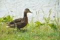 Gray ducks walk in green grass. Wild birds in habitat. Naturalist`s observations of animals