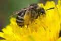 Gray Dying Bee Pollen Covered Royalty Free Stock Photo