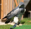 Gray eagle [Am.] [Geranoaetus melanoleucus, syn.: Buteo melanoleucus]