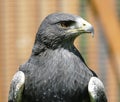 Gray eagle [Am.] [Geranoaetus melanoleucus, syn.: Buteo melanoleucus] Royalty Free Stock Photo