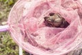 A gray earthen frog sits in a pink baby net. She was caught