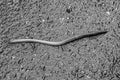 Gray earthworm it live bait for fishing isolated on dark background