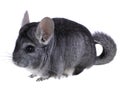 Gray ebonite chinchilla on white background. Royalty Free Stock Photo