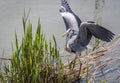 Gray egret
