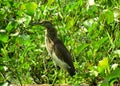 The gray egret is very popular bird.