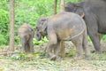 Gray elephant on the floor