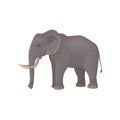 Gray elephant standing isolated on white background. Wild animal with large ears, long trunk, tail and tusks. Flat Royalty Free Stock Photo