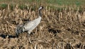 Gray europian crane bird staying alone