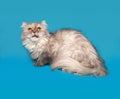 Gray Exot cat sitting on blue Royalty Free Stock Photo