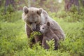 Gray-faced bear cub leaning on its protective mother